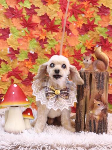 20241128ロミオくん